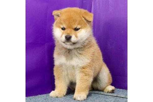 成約済の愛知県の柴犬-363752の2枚目